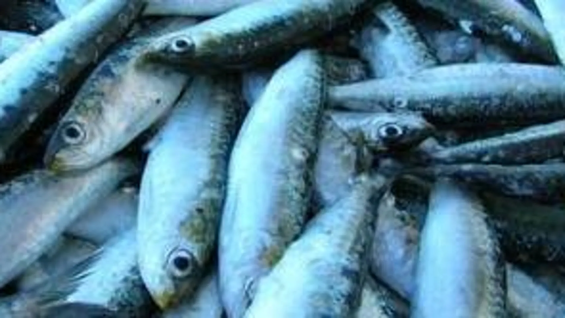 Pesca de sardina en el Atlántico