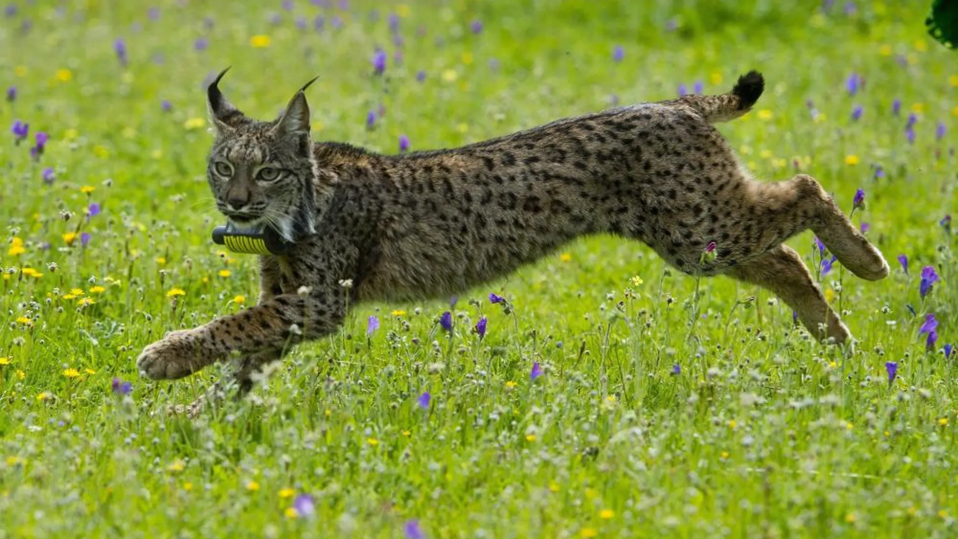 Un ejemplar de lince ibérico en libertad