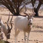 El addax (Addax nasomaculatus) es una especie de antílope africano