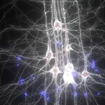 Conocer el funcionamiento del cerebro es el gran reto de este siglo