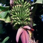 La polilla Chrysodeixis chalcites llega a causar pérdidas de hasta el 30% en el peso total de la cosecha de plátano en las islas Canarias