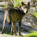 Uno de los primeros ejemplares avistado en Chapinería tras la vuelta del lobo a la Comunidad