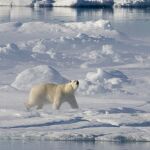Un oso polar en el Ártico canadiense