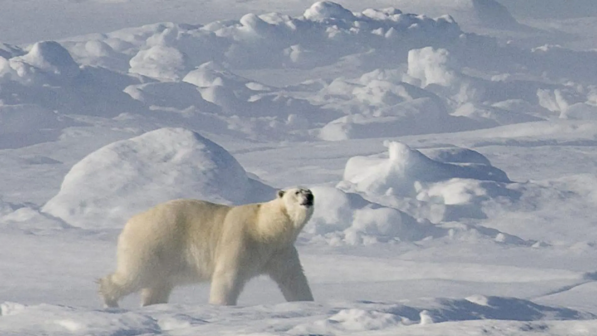 Un oso polar en el Ártico canadiense