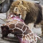Un león se come parte de la jirafa Marius, sacrificada en el zoo de Copenhage.