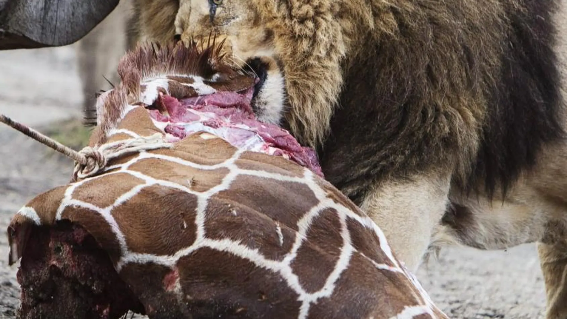 Un león se come parte de la jirafa Marius, sacrificada en el zoo de Copenhage.