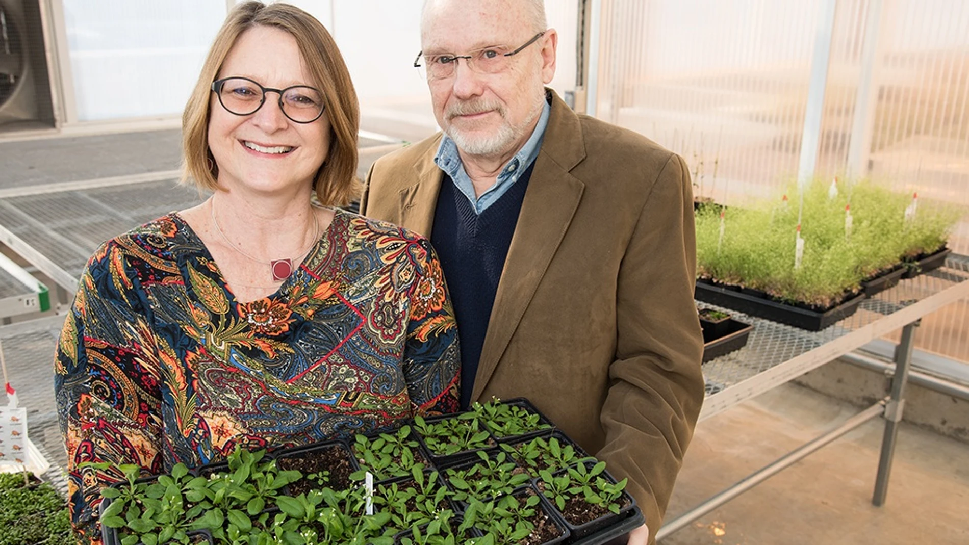 Jack Schultz y Heidi Appel sostienen plantas de ‘Arabidopsis’, utilizadas en sus experimentos