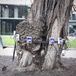 El Ayuntamiento talará el 20% de los árboles del Prado-Recoletos