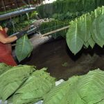 Una mujer trabaja en una casa de curado de tabaco en la provincia cubana de Pinar del Río