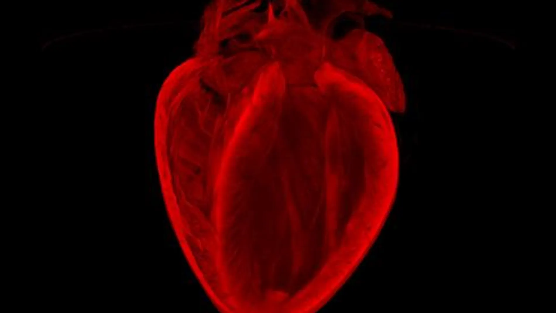 El corazón roto de un ratón