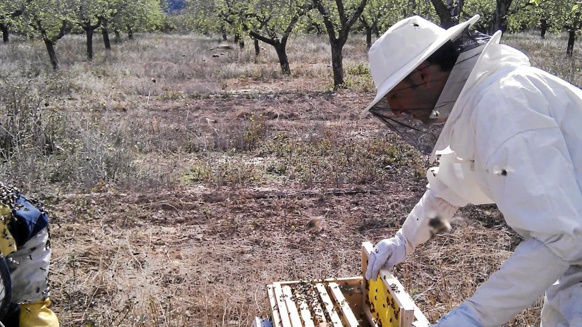Apicultores alertan de la creciente muerte de abejas por insecticidas