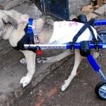 Verita camina desde hace una semana gracias a su nueva silla de ruedas enviada desde Barcelona