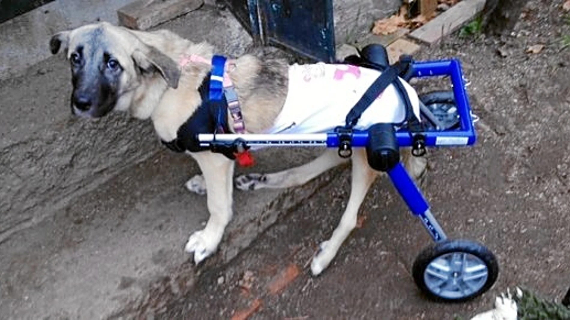 Verita camina desde hace una semana gracias a su nueva silla de ruedas enviada desde Barcelona