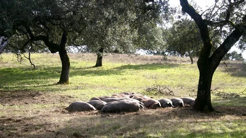 El Real de la Jara celebra el rito de la matanza del cerdo ibérico