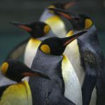 Por culpa de las temperaturas extremas, los pingüinos han perdido el sentido del gusto