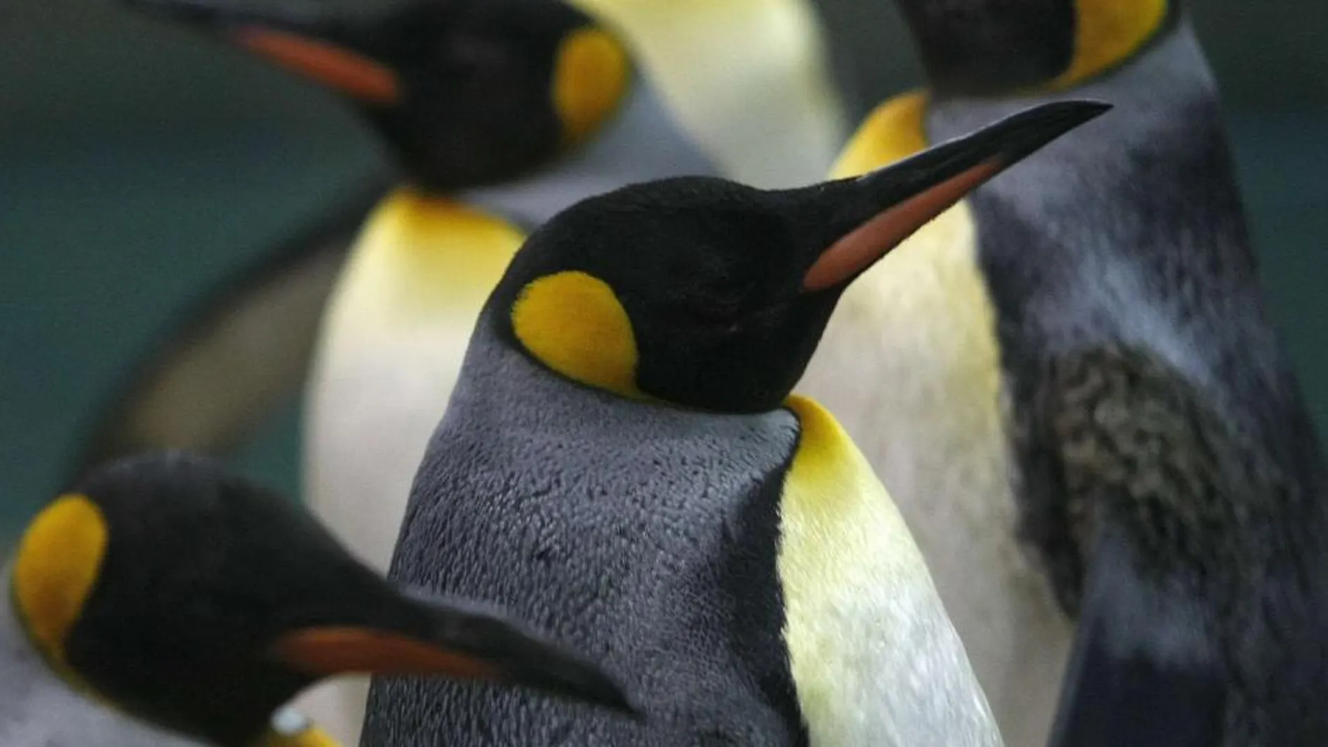 Por culpa de las temperaturas extremas, los pingüinos han perdido el sentido del gusto