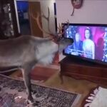 Un reno como mascota