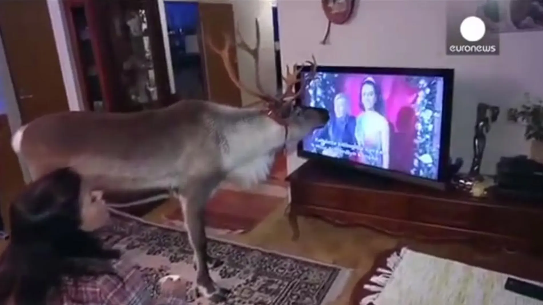 Un reno como mascota