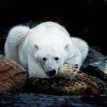 Expedición al Ártico para estudiar al amenazado oso polar