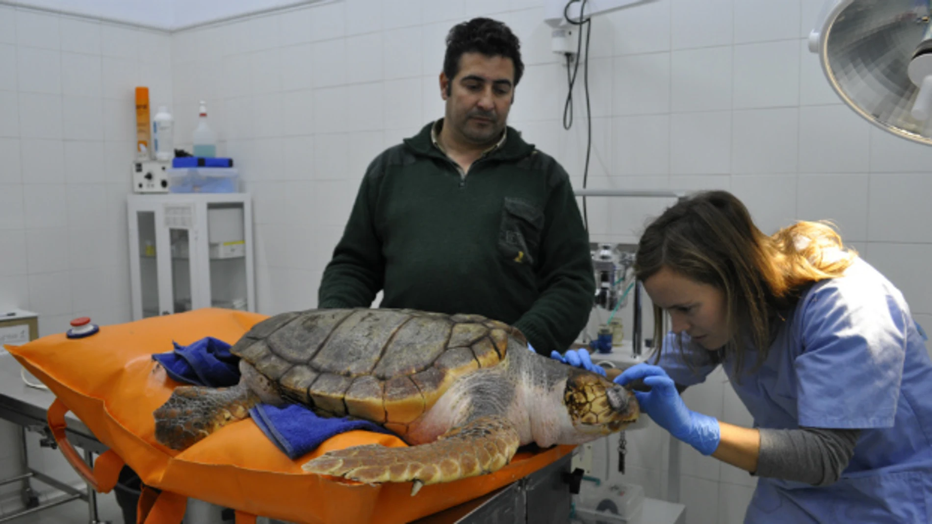 Una de las tortugas atendidas por los veterinarios