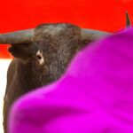Garcigrande, Montalvo, Victorino, El Puerto y Alcurrucén, ganaderías para Santander