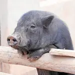  Los cerdos vietnamitas, un capricho pesado
