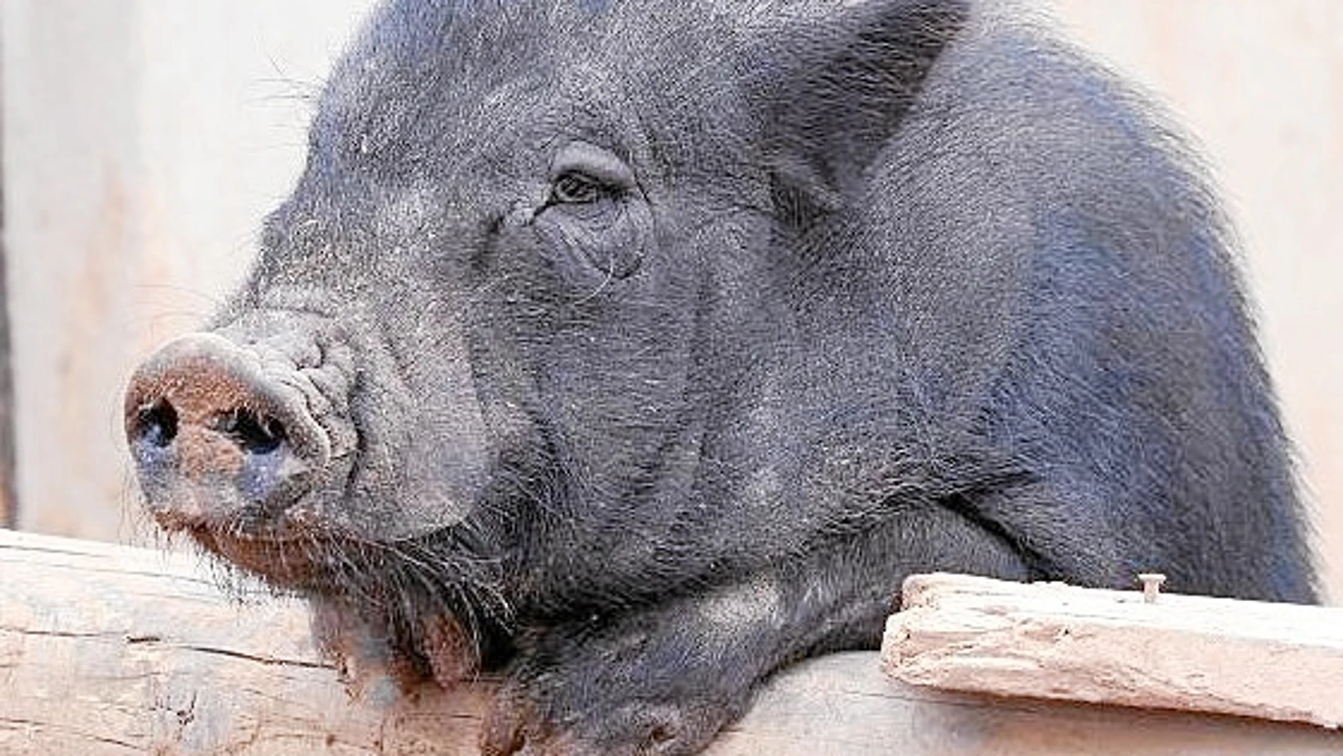 A partir del próximo año estará prohibido tener cerdos vietnamitas como mascota
