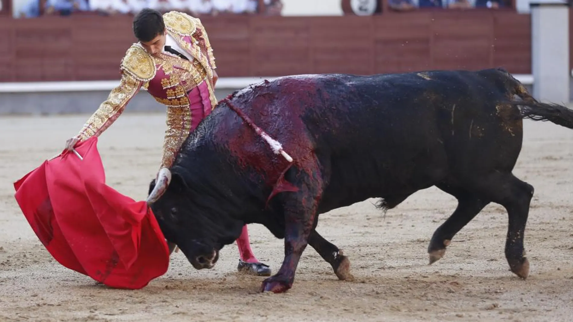 Toro de Cuadri lidiado por José Carlos Venegas en el pasado San Isidro