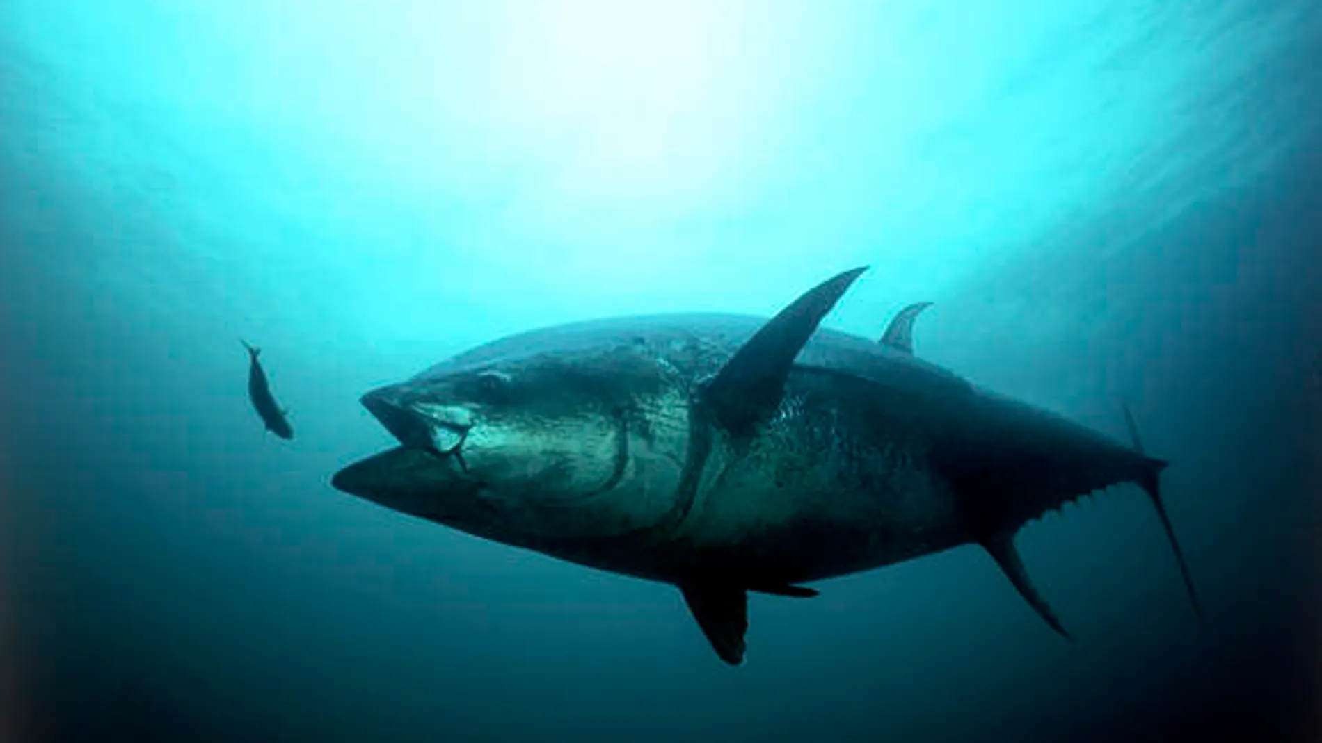 Un ejemplar de atún rojo del Atlántico puede alcanzar los 450 kilogramos de peso
