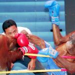 Entre otros abusos, los orangutanes también son obligados a pelear, como en este combate en Tailandia
