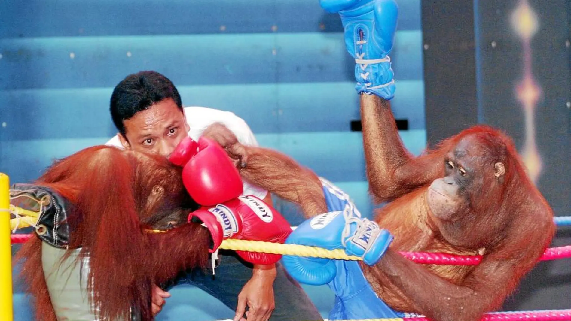 Entre otros abusos, los orangutanes también son obligados a pelear, como en este combate en Tailandia