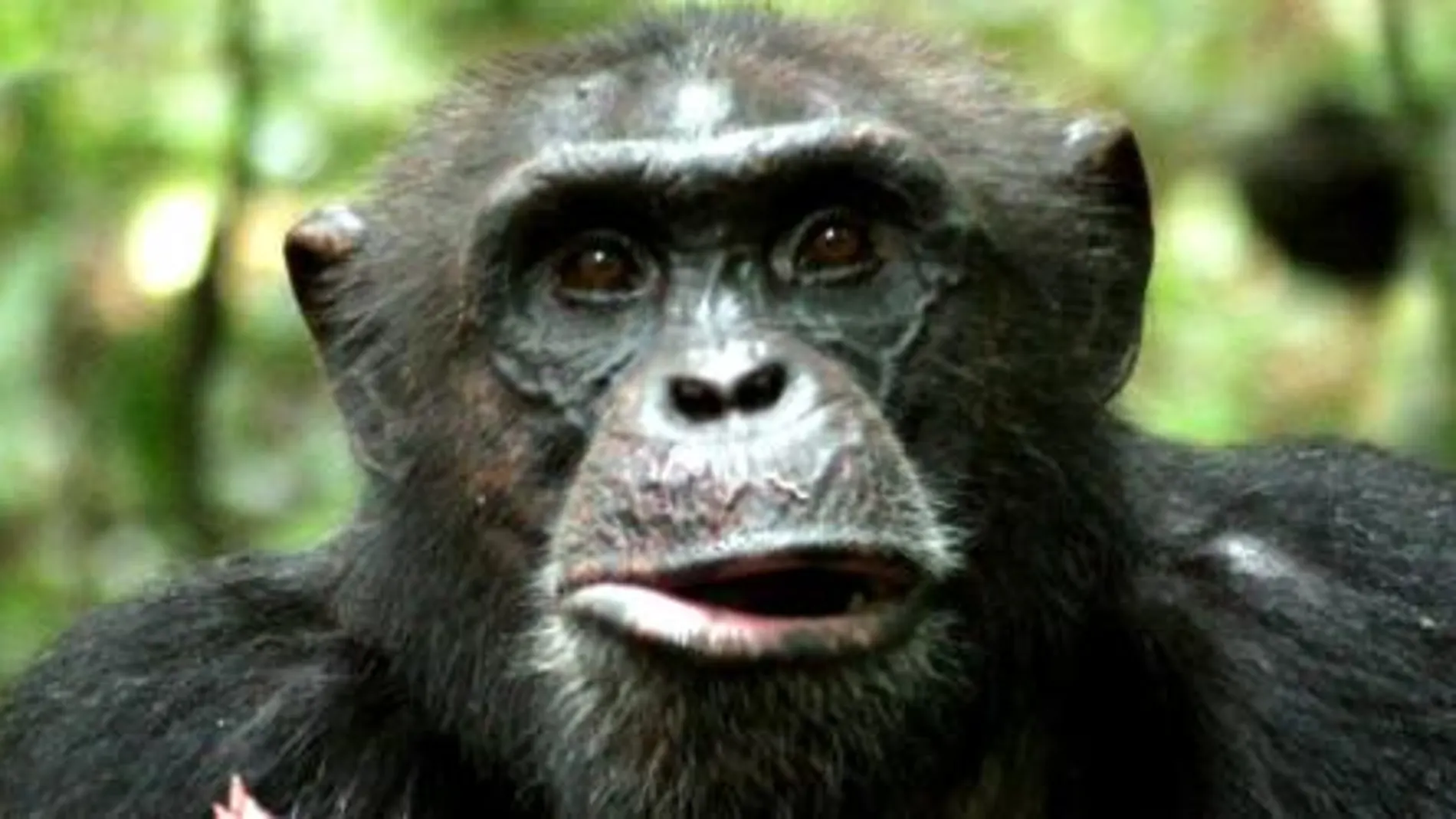 la parte pragmática del lenguaje proviene de los primates y la parte melódica de las aves