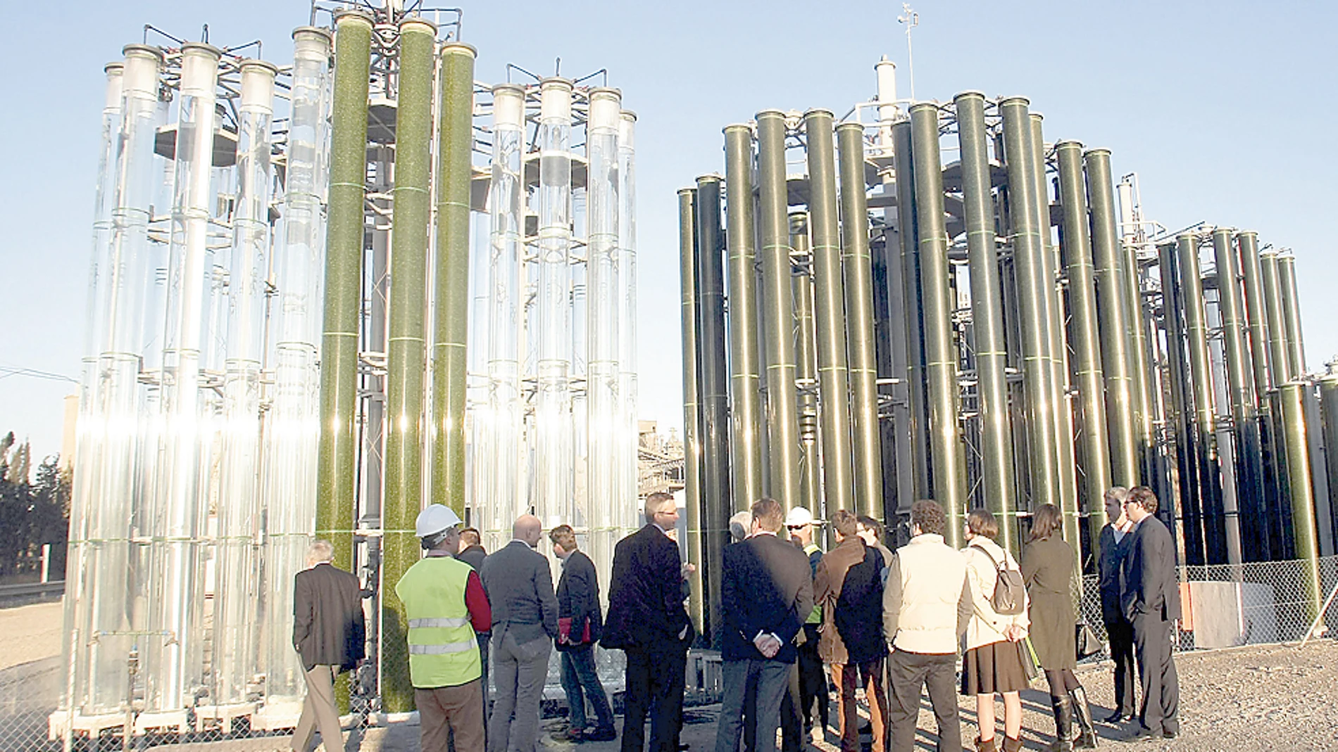 Zona de fotorreactores de la planta de la empresa alicantina Bio Fuel System (BFS) dedicada al cultivo de microalgas para la obtención de biomasa de la que extraen aditivos