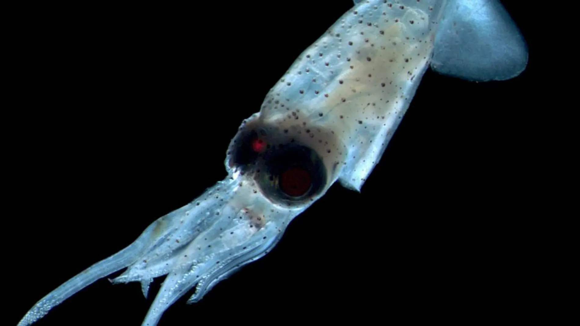 Actualmente se conocen 816 especies de calamares, como la de este ejemplar recogido en Filipinas