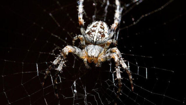 Los investigadores españoles han medido la difusividad térmica de la seda de la araña de jardín
