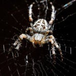 Los investigadores españoles han medido la difusividad térmica de la seda de la araña de jardín