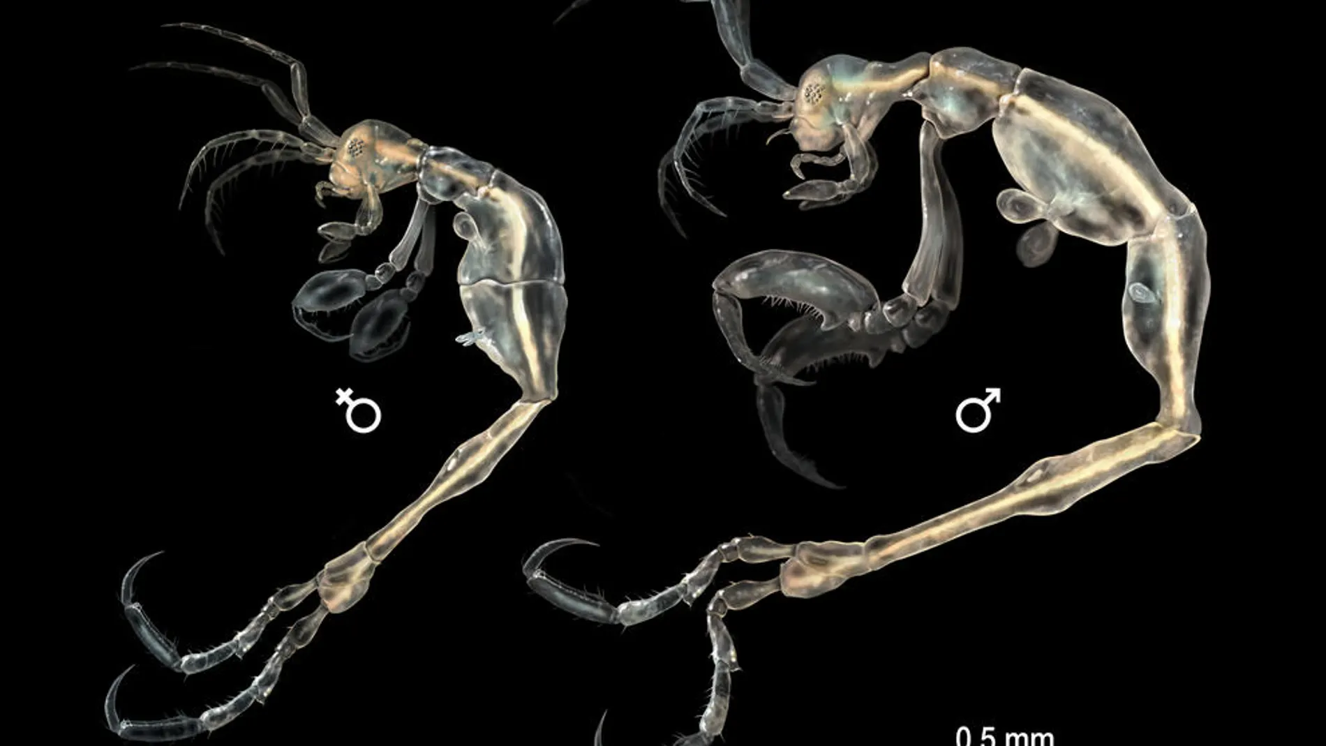 Ilustración de la hembra y el macho de Liropus minusculus.