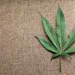 Una hoja de cannabis