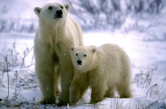 La “Capital mundial de los osos polares” corre peligro por el cambio climático