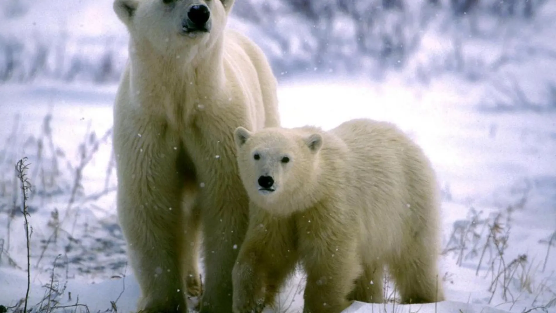 El oso polar es una e las especies que necesita protección. En la imagen, una madre con su cría en el norte de Canadá