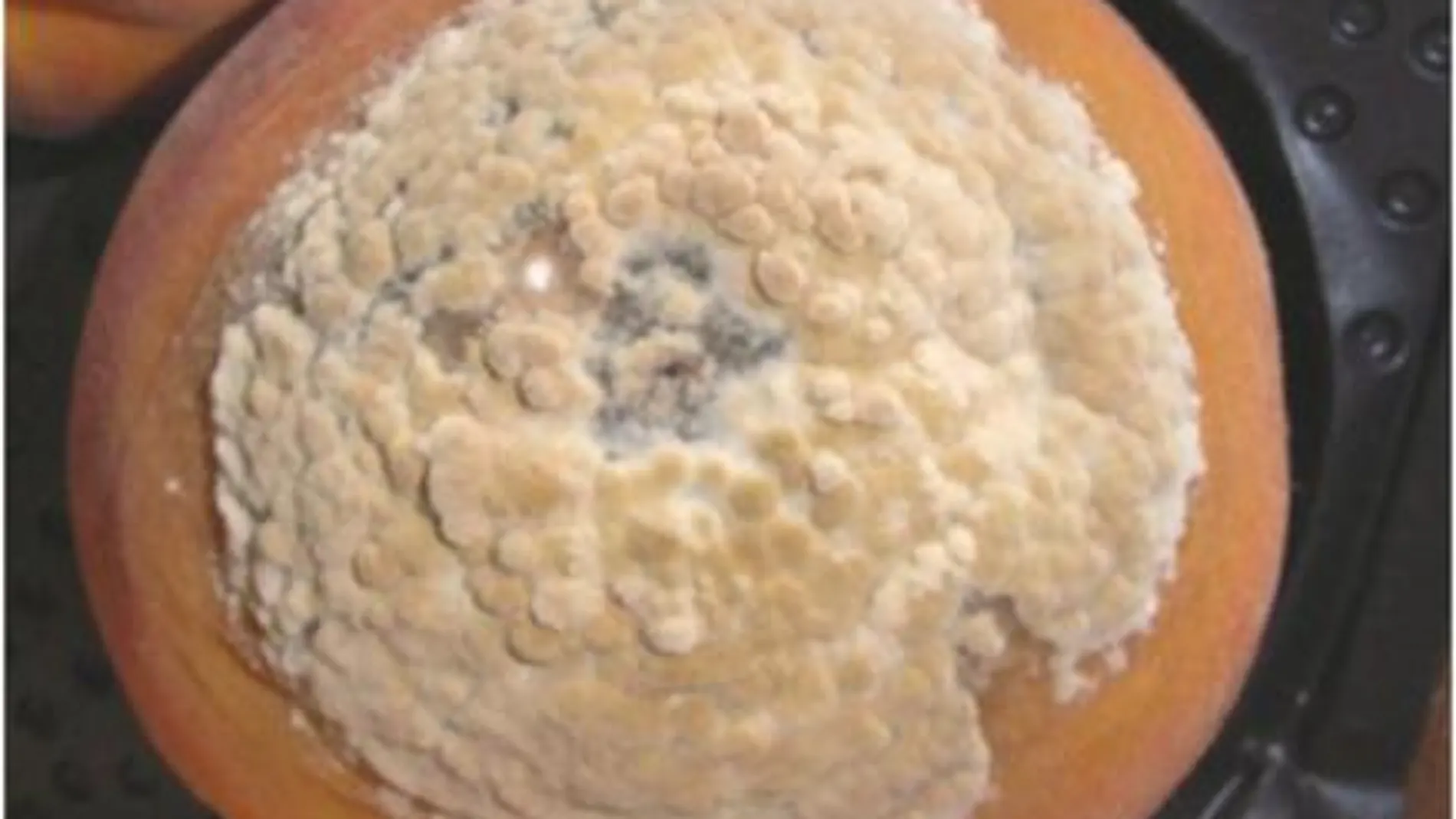 Melocotón infectado con el hongo Monilinia