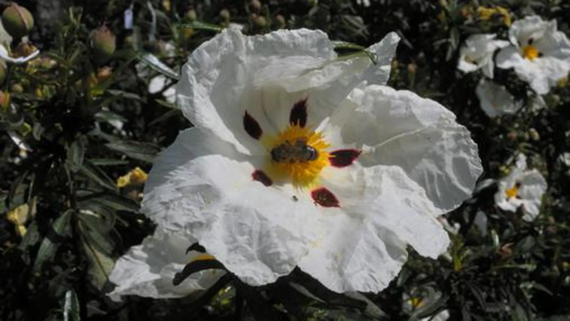 Una de las dos jaras estudiadas, Cistus ladanifer, con uno de los mayores tamaños florales del área mediterránea. La especie tiene dos formas florales, con y sin máculas