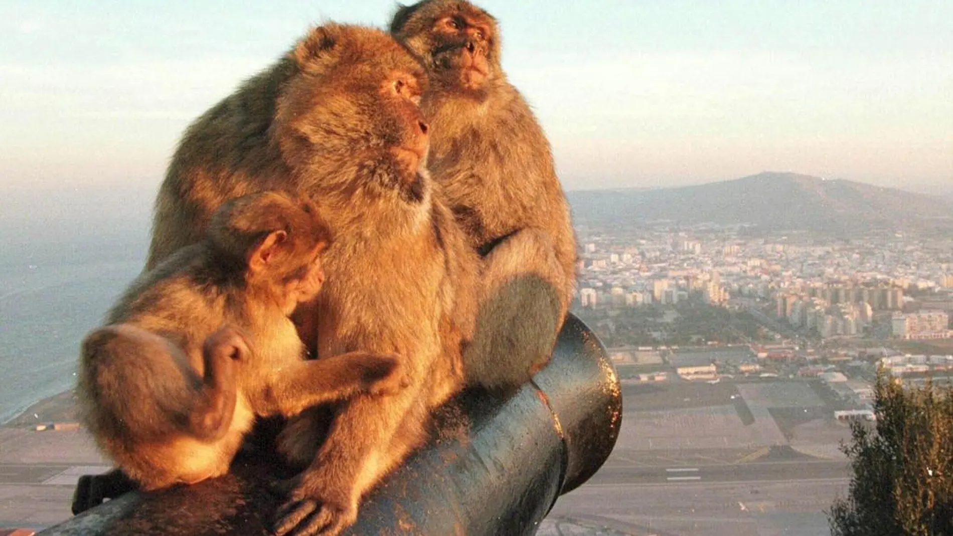 Una familia de monos en Gibraltar