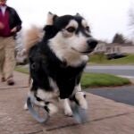 Un perro minusválido corre gracias a unas patas impresas en 3D