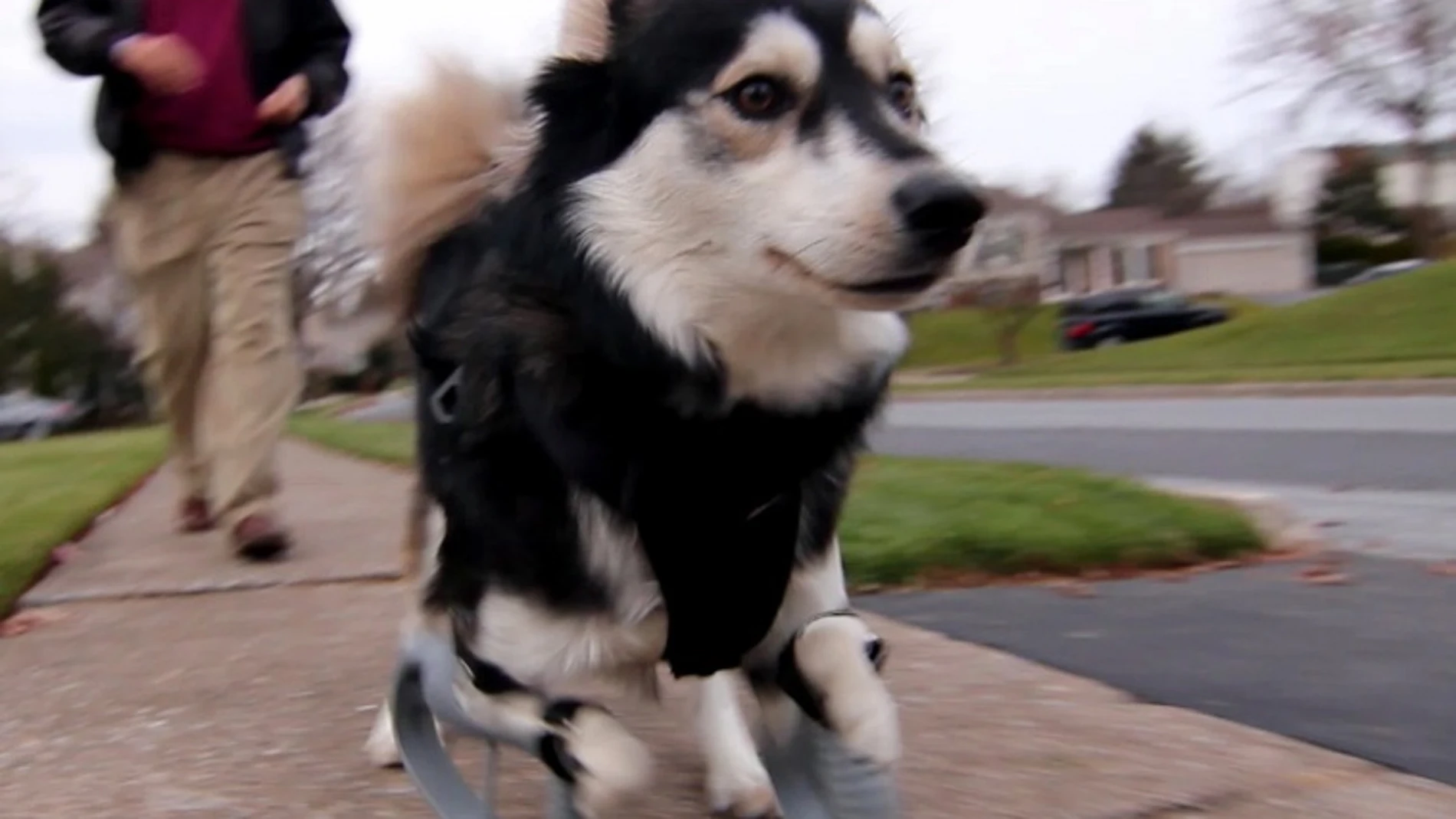 Un perro minusválido corre gracias a unas patas impresas en 3D
