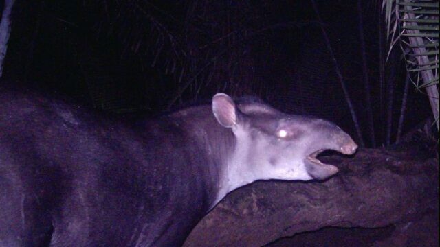 Una de las imágenes de las cámaras trampa muestran la nueva especie de tapir