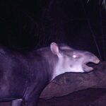 Una de las imágenes de las cámaras trampa muestran la nueva especie de tapir