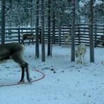 Laponia finlandesa: Círculo Polar blanco