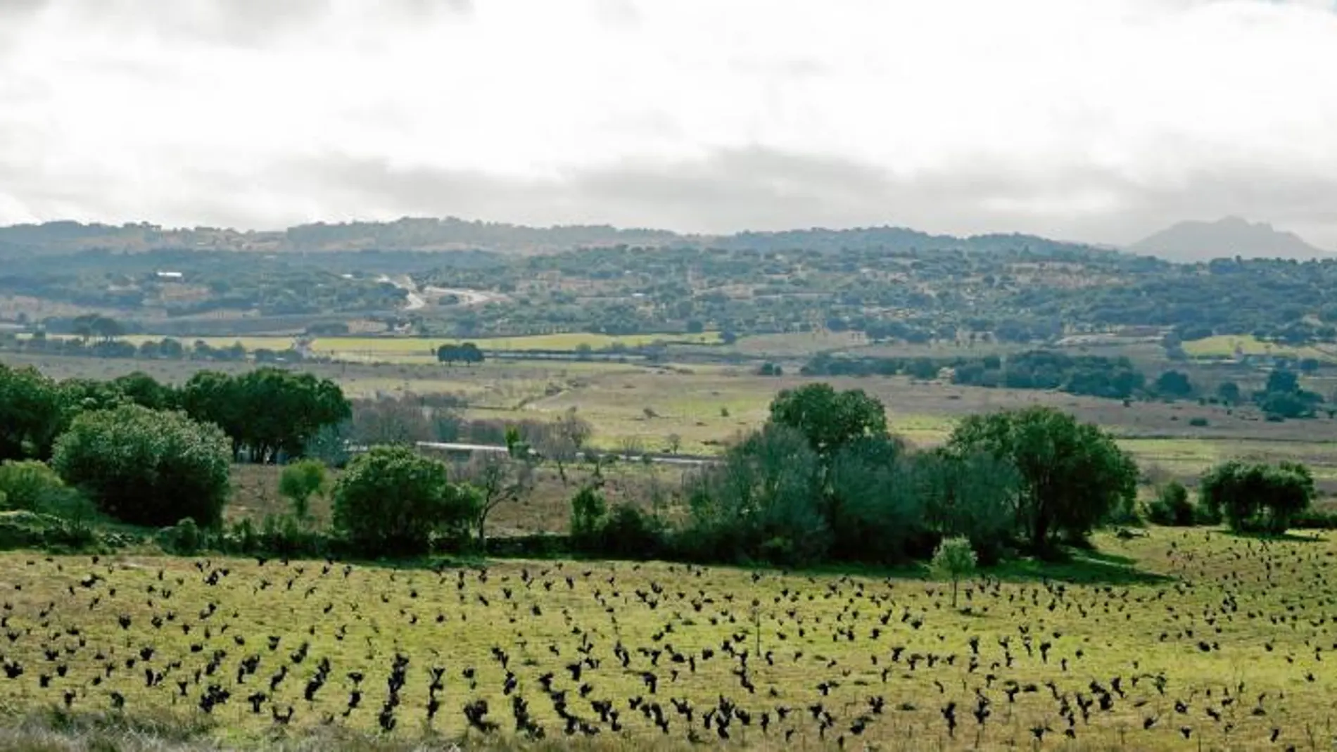 Los viñedos de la bodega madrileña Bernabeleva, en San Martín de Valdeiglesias