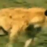 Captura del video en el que comparaban a los jugadores blancos con hienas.